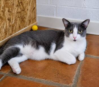 Alejandro -  Domestic Short Hair Cat for Adoption in Scottsdale, Arizona - Alejandro | PetCurious
