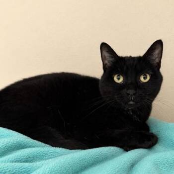 Mela -  Domestic Short Hair Cat for Adoption in Hawthorne, California - Mela | PetCurious
