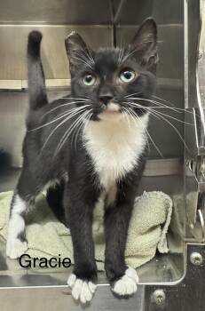 Gracie -  Domestic Short Hair Cat for Adoption in Ulster, Pennsylvania - Gracie | PetCurious