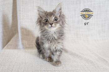 GT -  Domestic Long Hair and Maine Coon Cat for Adoption in Riverside, California - GT | PetCurious