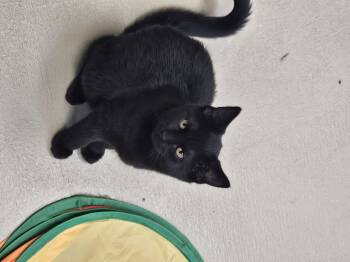 Rescue Domestic Short Hair Cats for Adoption in Bluffton, Indiana - Mickey | PetCurious