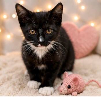 Gary -  Domestic Short Hair Cat for Adoption - Gary | PetCurious