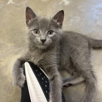 Domestic Short Hair Cats Available for Adoption in Salisbury, North Carolina - Anchovy | PetCurious