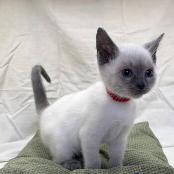 Siamese Cats Available for Adoption in Rochester, Minnesota - Babe Ruth | PetCurious