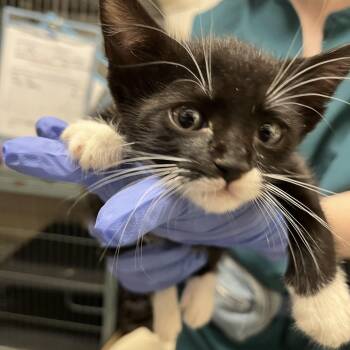 Rescue Domestic Short Hair Cats for Adoption in Richmond, California - MANON | PetCurious