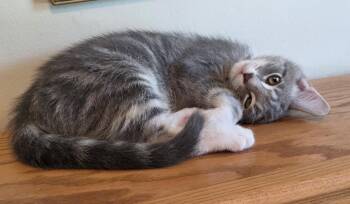 Billy the Kitten -  Tabby and Domestic Short Hair Cat for Adoption in Dublin, Ohio - Billy The Kitten | PetCurious