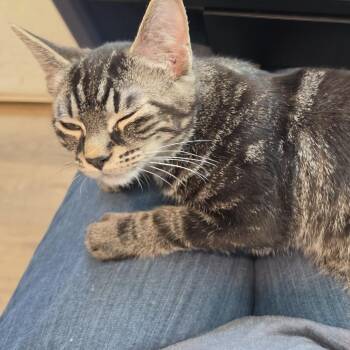 Zane -  Domestic Short Hair Cat for Adoption in Spokane, Washington - Zane | PetCurious