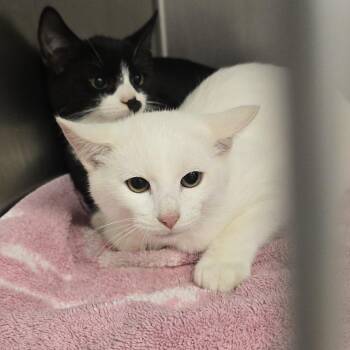 Odin -  Domestic Short Hair Cat for Adoption in Orange, Virginia - Odin | PetCurious