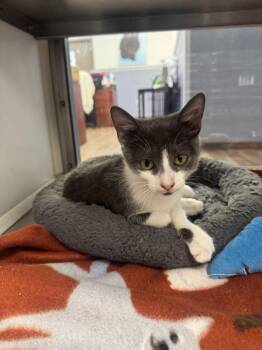 Argentina -  Domestic Short Hair Cat for Adoption in Hilton Head Island, South Carolina - Argentina | PetCurious