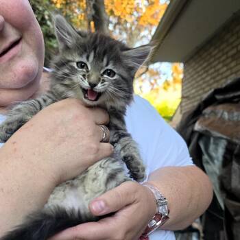 Galaxy -  Domestic Medium Hair Cat for Adoption in Grantsville, Utah - Galaxy | PetCurious