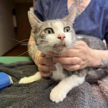 Melantho -  Domestic Short Hair Cat for Adoption in Madison, Wisconsin - Melantho | PetCurious
