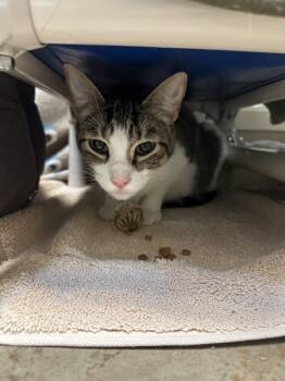 Rescue Domestic Short Hair Cats for Adoption in Duluth, Minnesota - Shawn | PetCurious