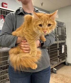 Remington -  Domestic Short Hair Cat for Adoption in Cincinnati, Ohio - Remington | PetCurious