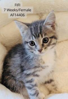 Domestic Medium Hair Cats Available for Adoption - Fifi | PetCurious