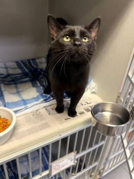 Sony -  Domestic Short Hair Cat for Adoption in Pottsville, Pennsylvania - Sony | PetCurious