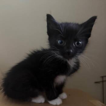 Amelia (Available 6/11) -  Domestic Short Hair Cat for Adoption in Silver Spring, Maryland - Amelia (Available 6/11) | PetCurious