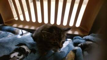 UTTI -  Domestic Short Hair Cat Available for Adoption in Doral, Florida - UTTI | PetCurious