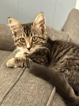 Sugar Bee -  Domestic Short Hair Cat for Adoption in Lincoln, California - Sugar Bee | PetCurious