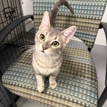 Rescue Domestic Short Hair Cats for Adoption in Houston, Texas - Dante | PetCurious