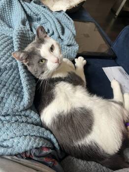 Dusty 2 years male AVAILABLE 6/24 -  Domestic Short Hair Cat for Adoption in Sterling, Massachusetts - Dusty 2 Years Male AVAILABLE 6/24 | PetCurious