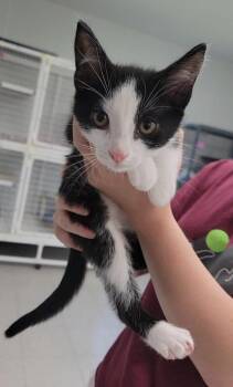 Jasper -  Domestic Short Hair Cat Available for Adoption in Elmira, New York - Jasper | PetCurious
