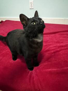Midnight -  Domestic Short Hair Cat for Adoption in Holland, Michigan - Midnight | PetCurious