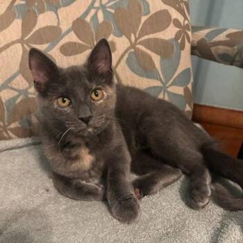 Domestic Short Hair Cats Available for Adoption in Owatonna, Minnesota - Noelle | PetCurious