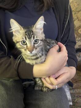 Felicia Napa -  Domestic Medium Hair and Tabby Cat for Adoption in Napa, California - Felicia Napa | PetCurious