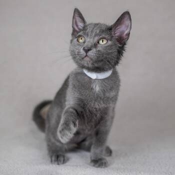 Domestic Short Hair and Russian Blue Cats Available for Adoption in Sunnyvale, California - Trifle (White) | PetCurious