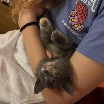 Blanche -  Domestic Short Hair Cat for Adoption in Charlottesville, Virginia - Blanche | PetCurious