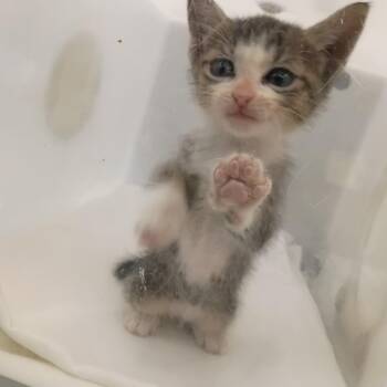 Axolotl -  Domestic Short Hair Cat for Adoption in Columbus, Georgia - Axolotl | PetCurious