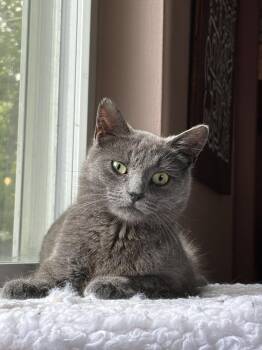 Mayflower -  Domestic Short Hair Cat for Adoption in Ferndale, Michigan - Mayflower | PetCurious