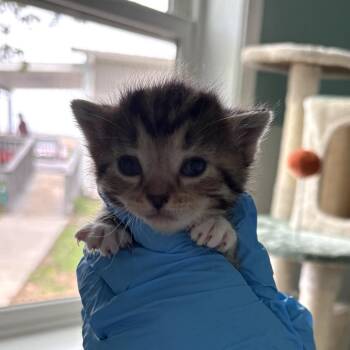 Mocha -  Domestic Short Hair Cat for Adoption in Muncie, Indiana - Mocha | PetCurious