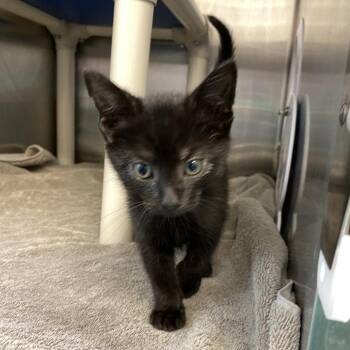 Knight FKA Spunky -  Domestic Short Hair Cat for Adoption in Philadelphia, Pennsylvania - Knight FKA Spunky | PetCurious