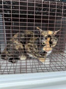 A660978 -  Domestic Short Hair Cat for Adoption in Houston, Texas - A660978 | PetCurious