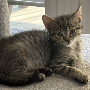 Hannah -  Domestic Short Hair Cat for Adoption in York, Pennsylvania - Hannah | PetCurious