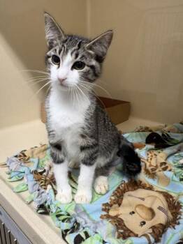 Harbor -  Domestic Short Hair Cat for Adoption in Pequot Lakes, Minnesota - Harbor | PetCurious