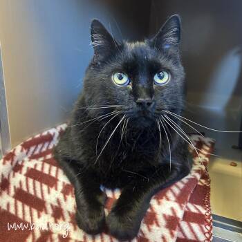 Cole -  Domestic Short Hair Cat for Adoption in Cheyenne, Wyoming - Cole | PetCurious