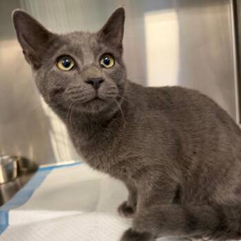 Fasco -  Domestic Short Hair Cat for Adoption in Greensboro, North Carolina - Fasco | PetCurious