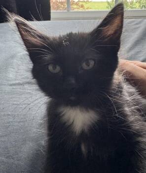 Domestic Short Hair Cats Available for Adoption in Dallas, Texas - Brie | PetCurious