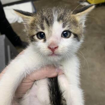 Walter -  Domestic Short Hair Cat for Adoption in Cleveland, Mississippi - Walter | PetCurious