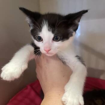 Domestic Short Hair Cats Available for Adoption - Stoli | PetCurious