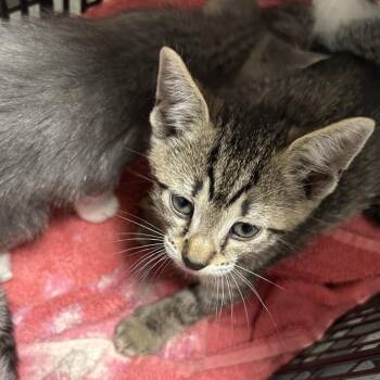 Juni -  Domestic Short Hair Cat for Adoption in Philadelphia, Pennsylvania - Juni | PetCurious