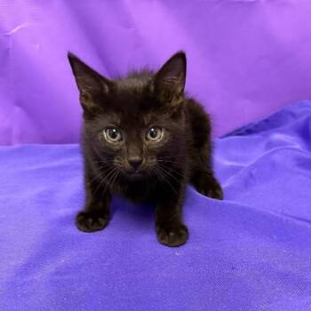 Uzo -  Domestic Short Hair Cat for Adoption in North Myrtle Beach, South Carolina - Uzo | PetCurious