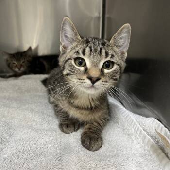 Rescue Domestic Short Hair Cats for Adoption in Spokane, Washington - Pirate | PetCurious