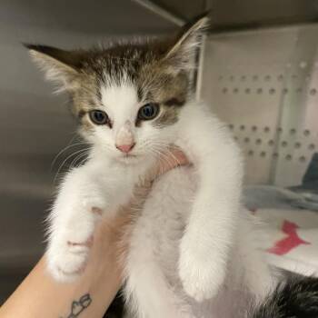 Skillet Beef Queso -  Domestic Short Hair Cat for Adoption in Warwick, Rhode Island - Skillet Beef Queso | PetCurious