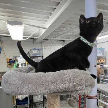 Austin -  Domestic Short Hair Cat for Adoption in Falls Church, Virginia - Austin | PetCurious