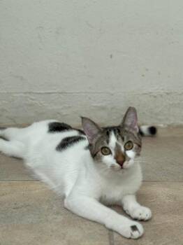 Rescue Domestic Short Hair Cats for Adoption in Naranjito, Naranjito - Spotty | PetCurious