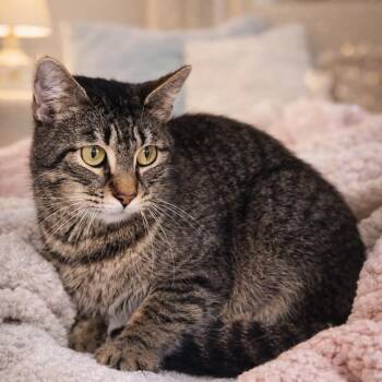 Domestic Short Hair Cats Available for Adoption in Dallas, Texas - Brownie Sundae 5515 | PetCurious