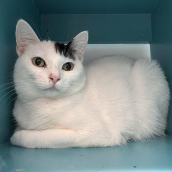 Kira -  Domestic Short Hair Cat for Adoption in Grand Rapids, Michigan - Kira | PetCurious
